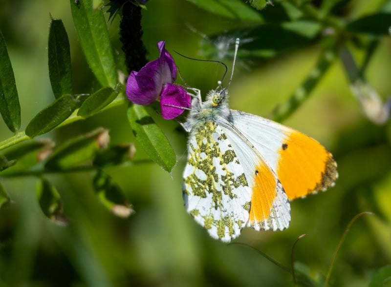 Enchanted Gardening Tips
