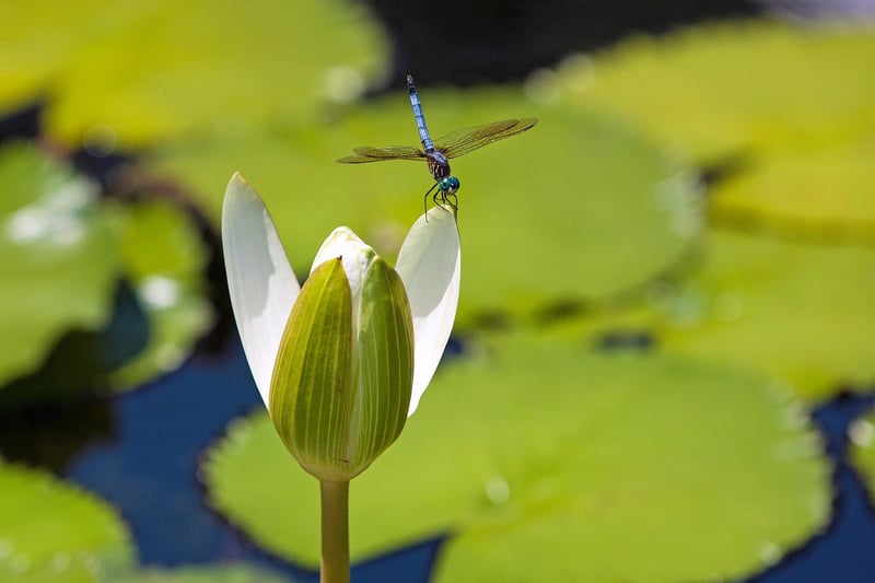 Blue Lotus