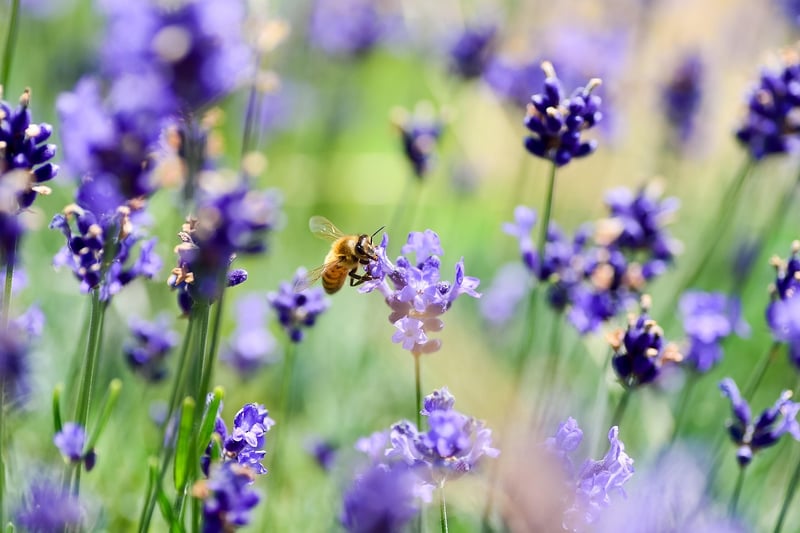 Lavender Plant